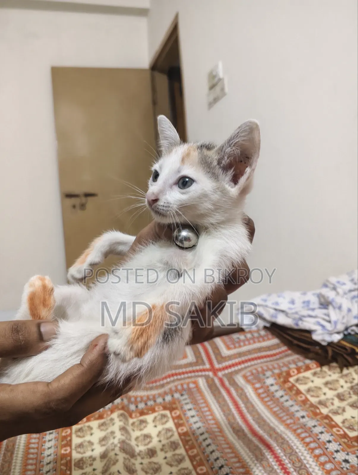 1-3 months Female Mixed Breed Bengal