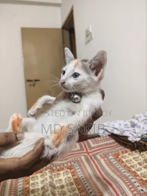 1-3 months Female Mixed Breed Bengal