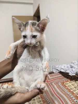 1-3 months Female Mixed Breed Bengal