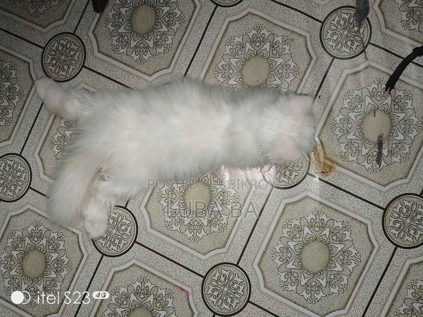 1-3 months Male Purebred Persian