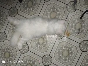 1-3 months Male Purebred Persian