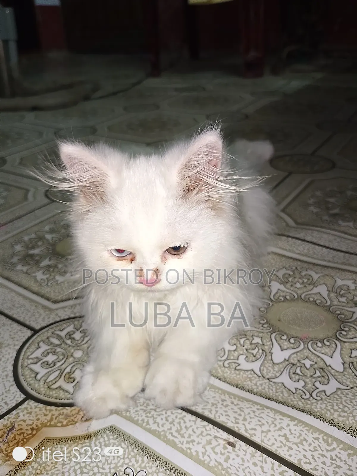 1-3 months Male Purebred Persian