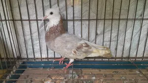 মিলি রাজগোল্লা মাদি কবুতর