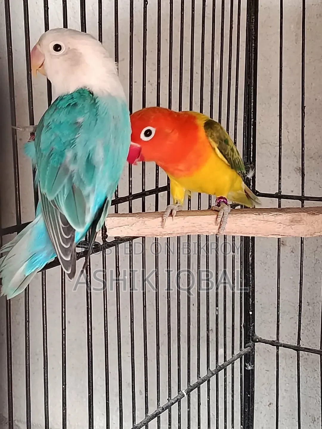 Love Bird Breeding Pair Available