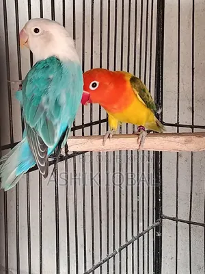 Love Bird Breeding Pair Available