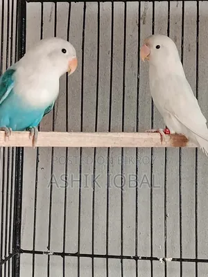 Love Bird Breeding Pair Available