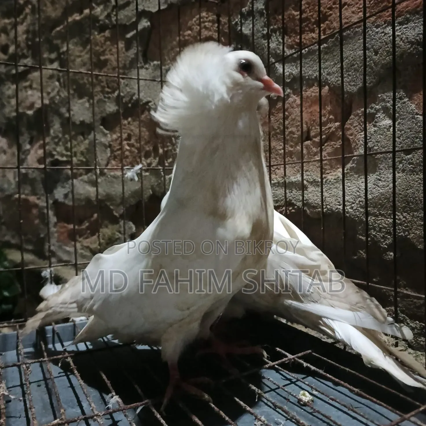 সাদা বোম্বাই