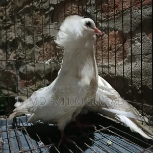 সাদা বোম্বাই