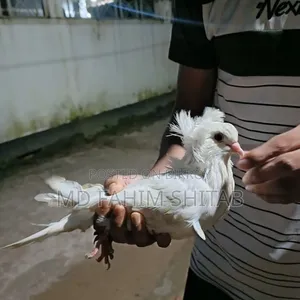 সাদা বোম্বাই