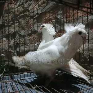 সাদা বোম্বাই