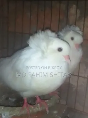 সাদা বোম্বাই