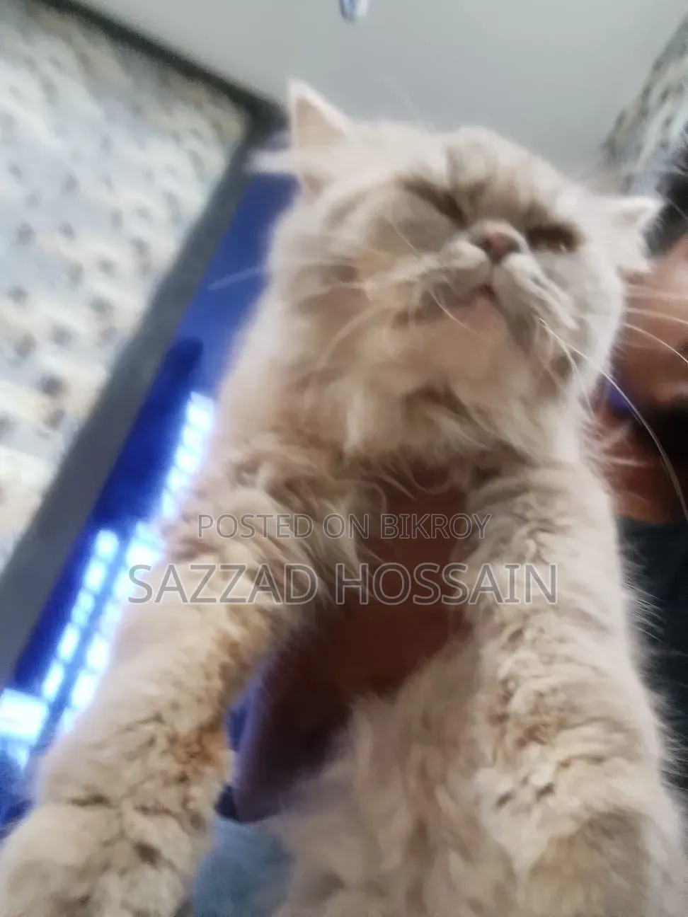 6-12 Months Female Purebred Persian
