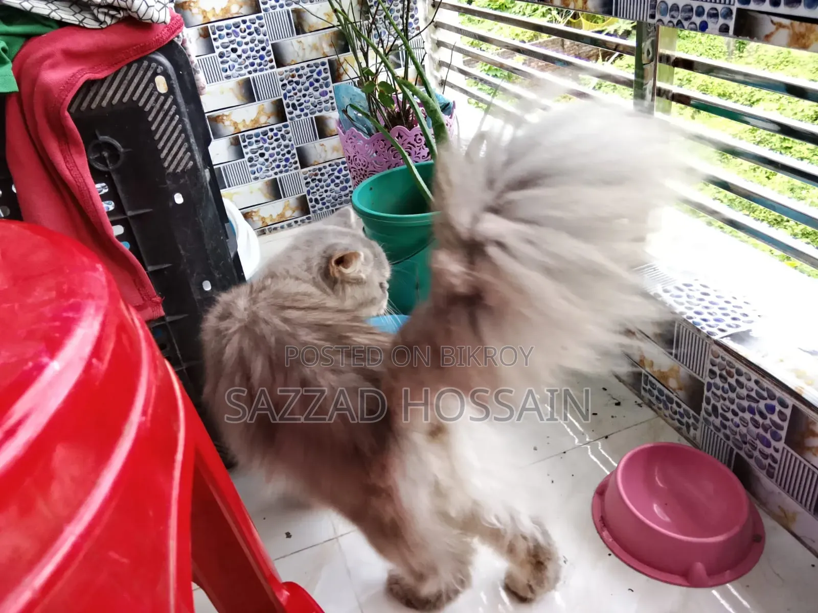 6-12 Months Female Purebred Persian