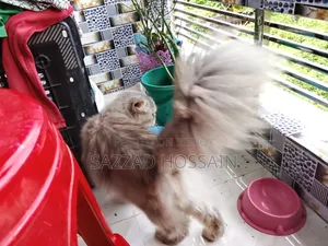 6-12 Months Female Purebred Persian