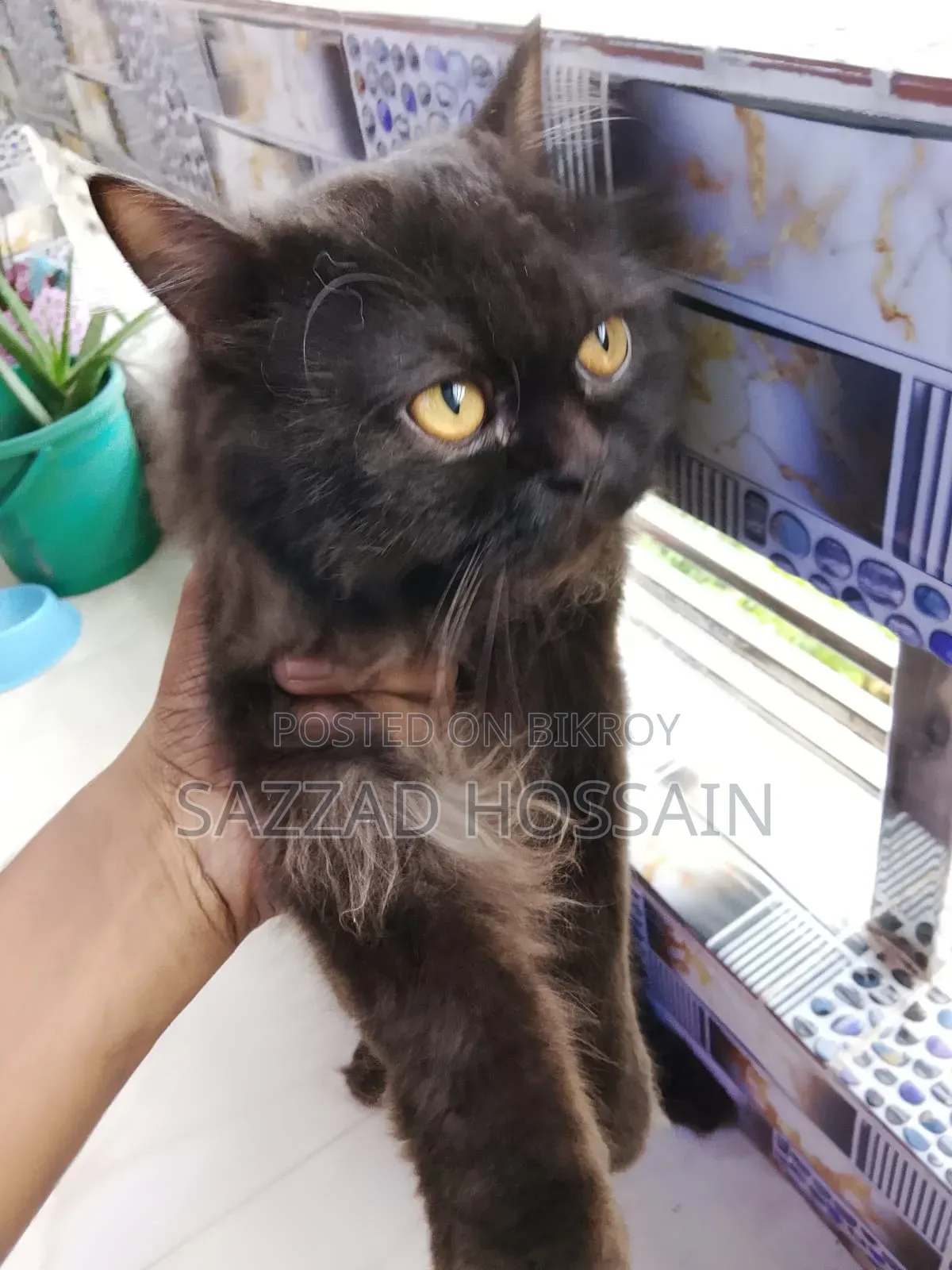 6-12 Months Female Purebred Persian