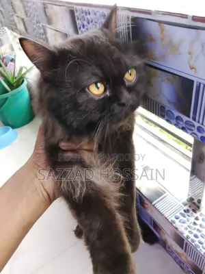 6-12 Months Female Purebred Persian