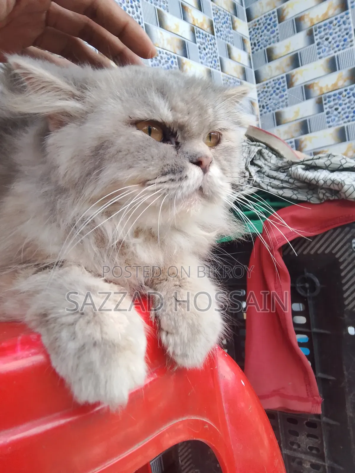 6-12 Months Female Purebred Persian