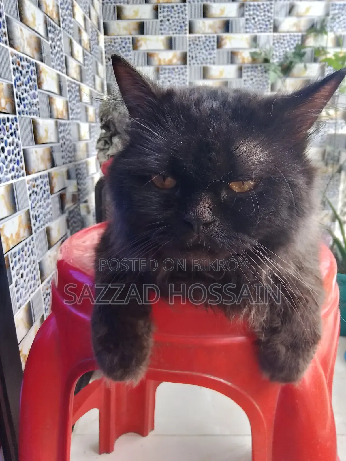 6-12 Months Female Purebred Persian