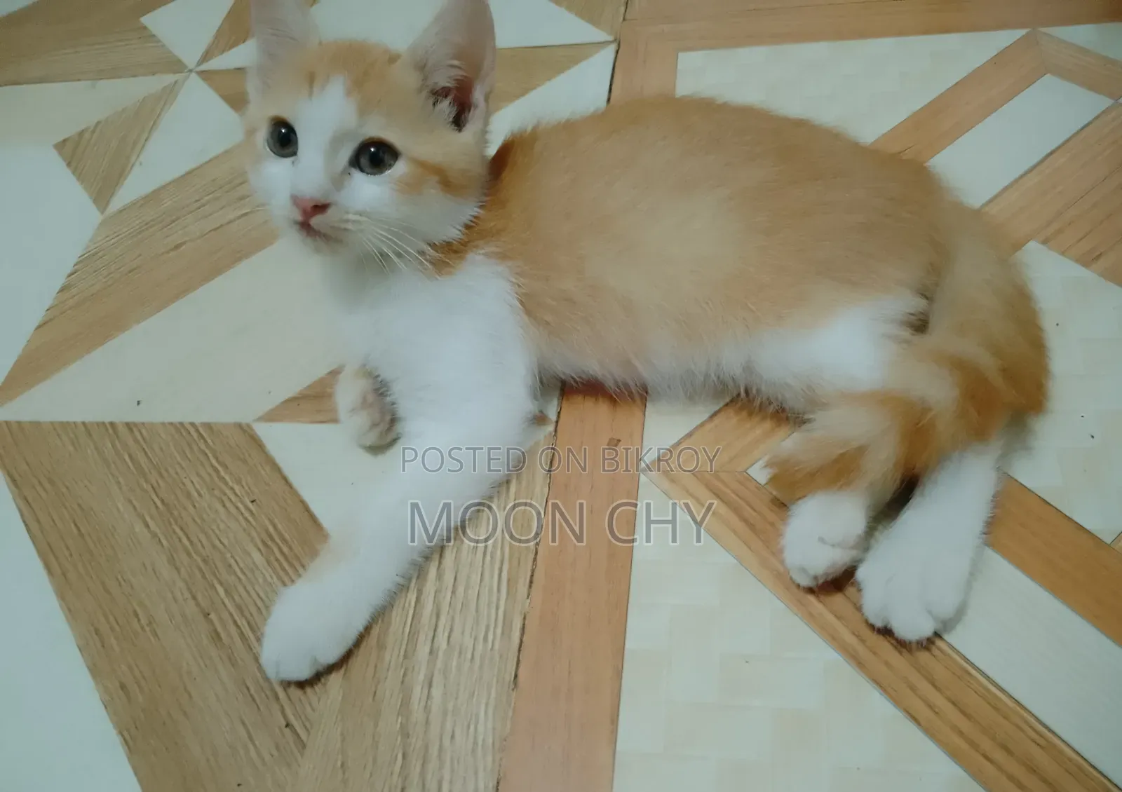 1-3 months Male Mixed Breed Cat