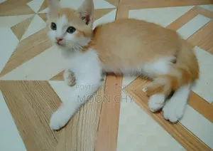 1-3 months Male Mixed Breed Cat