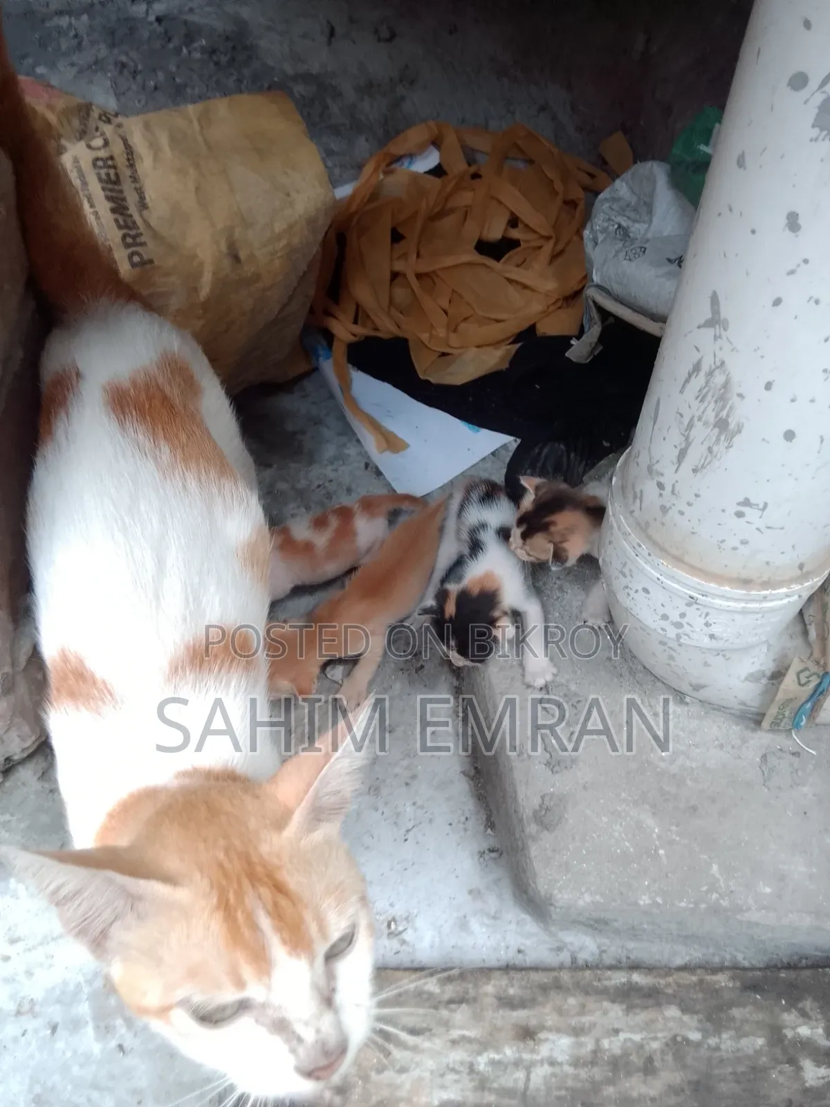0-1 Month Female Mixed Breed Cat