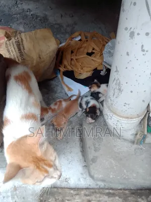 0-1 Month Female Mixed Breed Cat