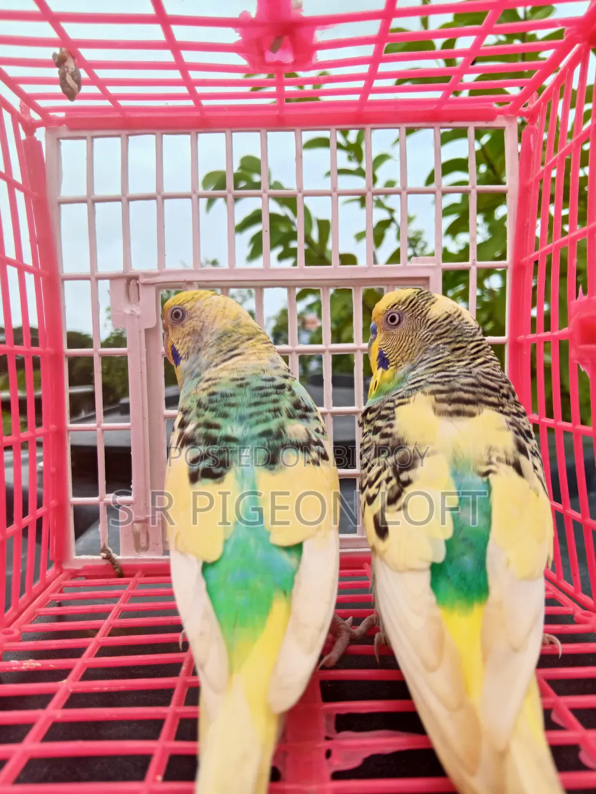 পাইড বাজিগার রানিং পেয়ার