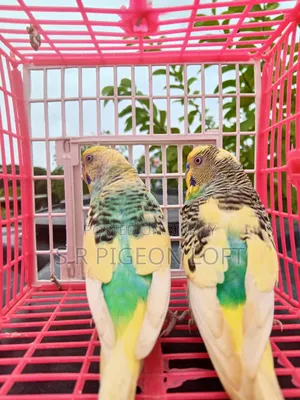 পাইড বাজিগার রানিং পেয়ার