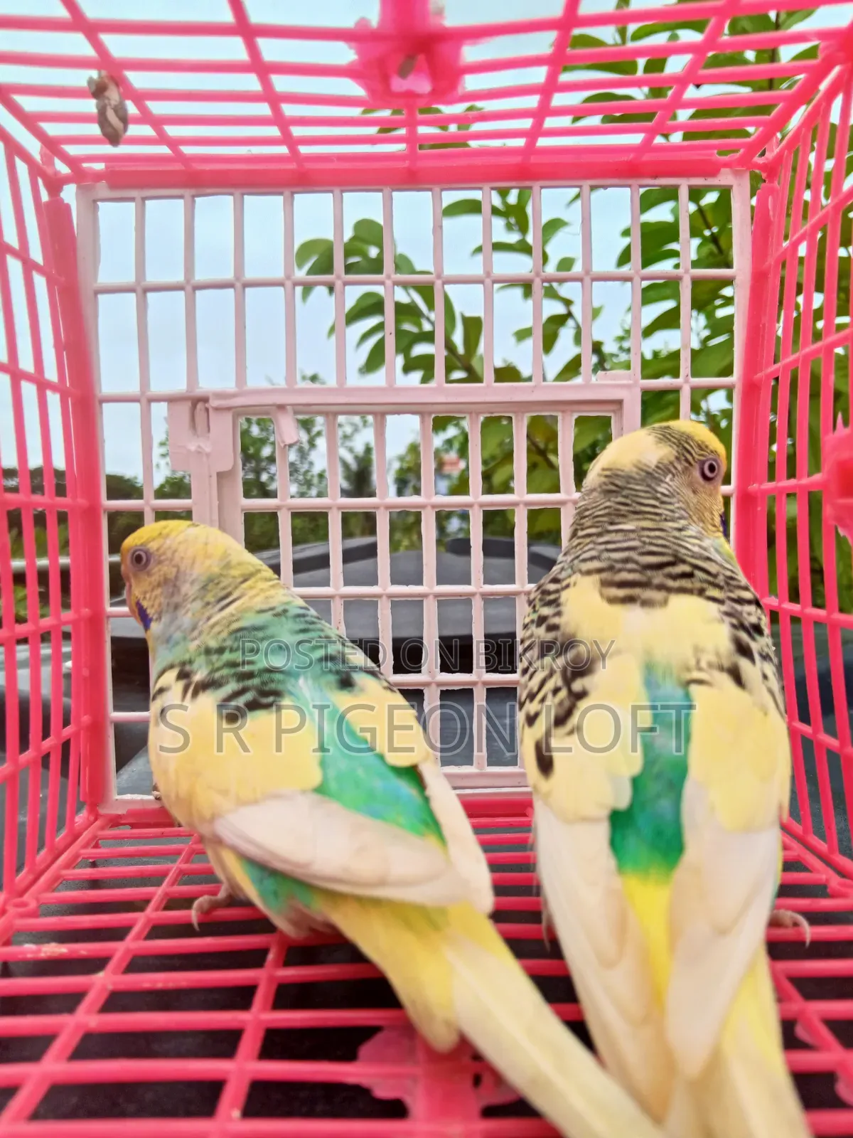 পাইড বাজিগার রানিং পেয়ার