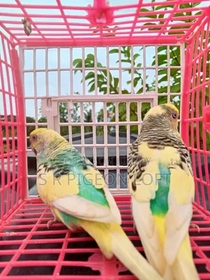 পাইড বাজিগার রানিং পেয়ার