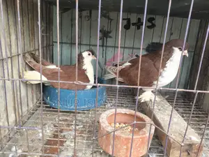রানিং পেয়ার