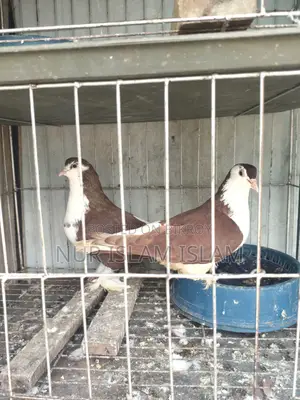 রানিং পেয়ার