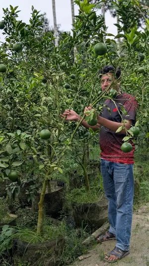 দেশি-বিদেশি ফলের কলম গাছ—সব এক ঠিকানায়!