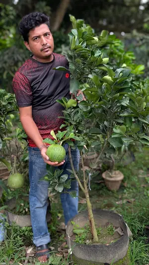 দেশি-বিদেশি ফলের কলম গাছ—সব এক ঠিকানায়!