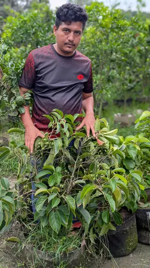 দেশি-বিদেশি ফলের কলম গাছ—সব এক ঠিকানায়!