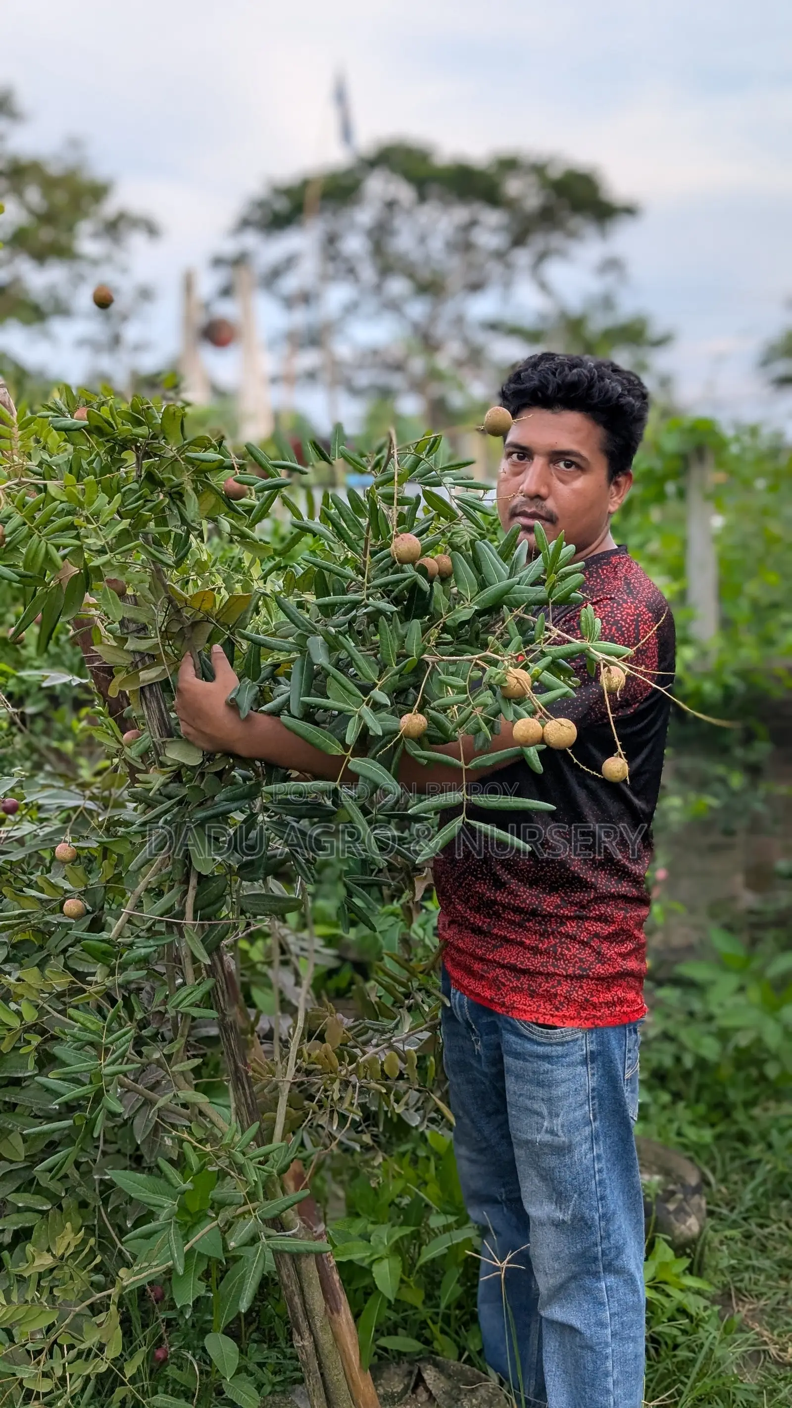 দেশি-বিদেশি ফলের কলম গাছ—সব এক ঠিকানায়!