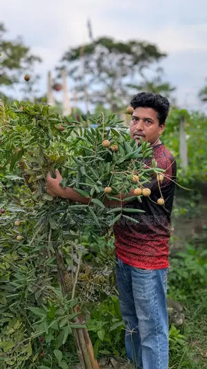 দেশি-বিদেশি ফলের কলম গাছ—সব এক ঠিকানায়!
