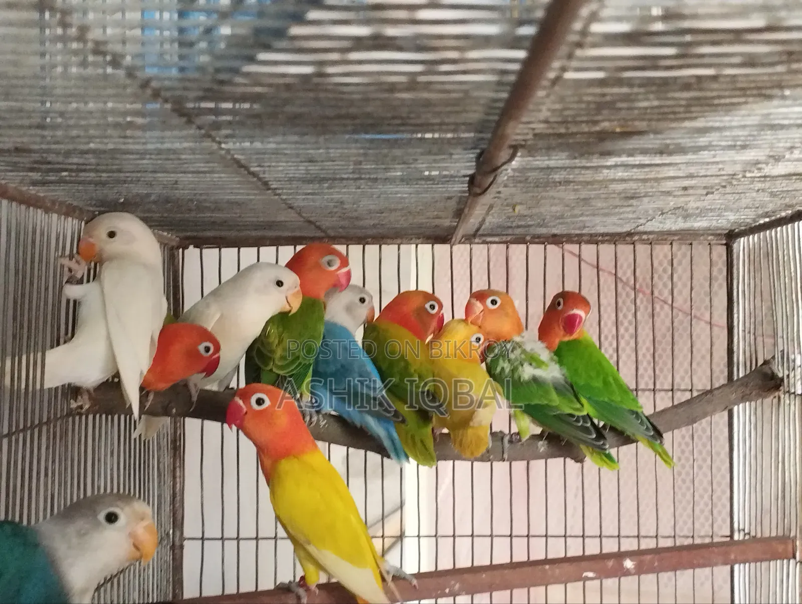 লাভ বার্ডস এভেইলেবল