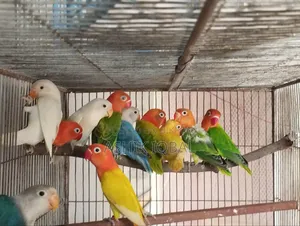লাভ বার্ডস এভেইলেবল