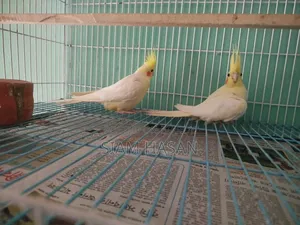 ১০০% হেলদি এবং একটিভ আলহামদুলিল্লাহ।