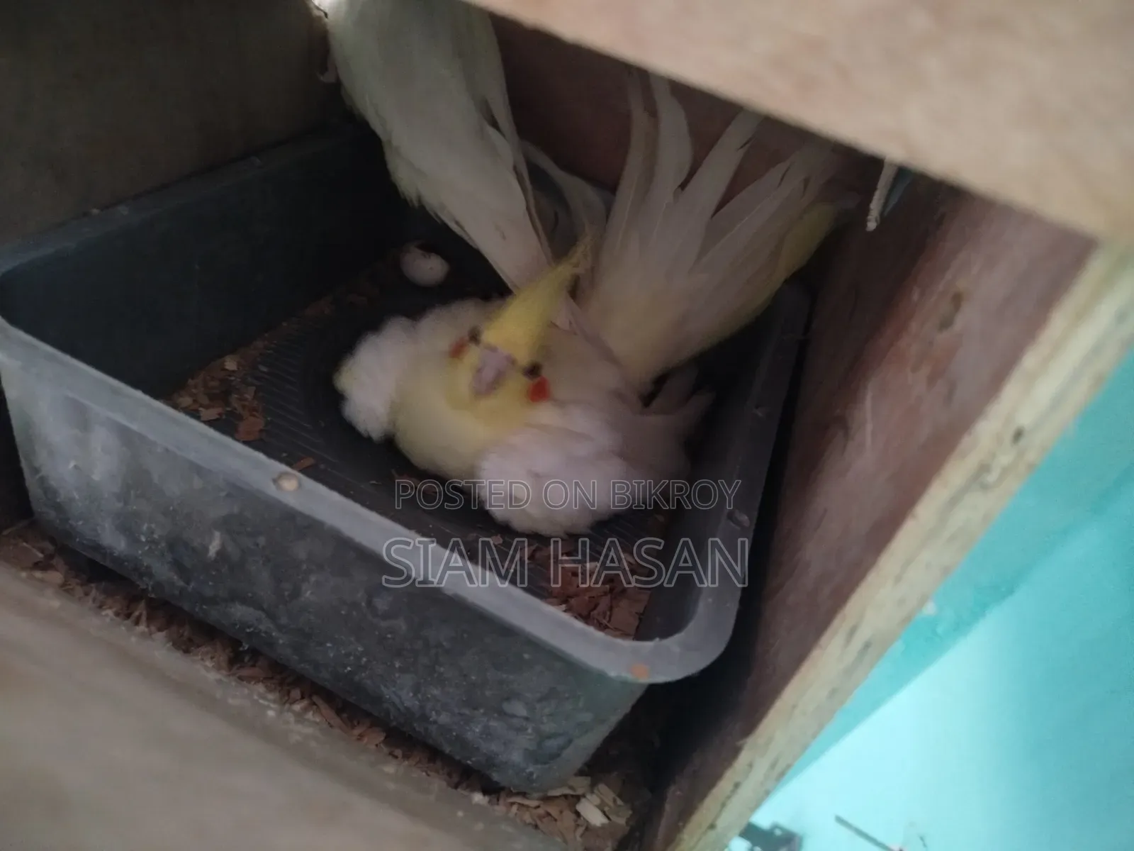 ১০০% হেলদি এবং একটিভ আলহামদুলিল্লাহ।