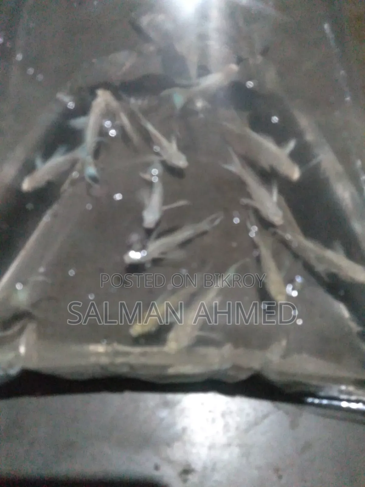 রেডিয়াম মুনটেল মলি