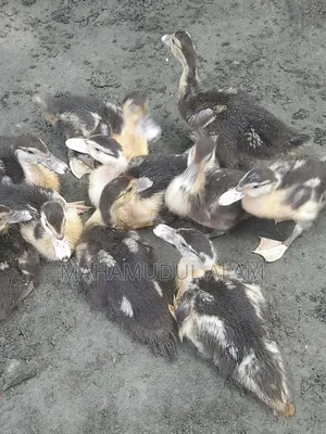 চিনা হাসের বাচ্চা