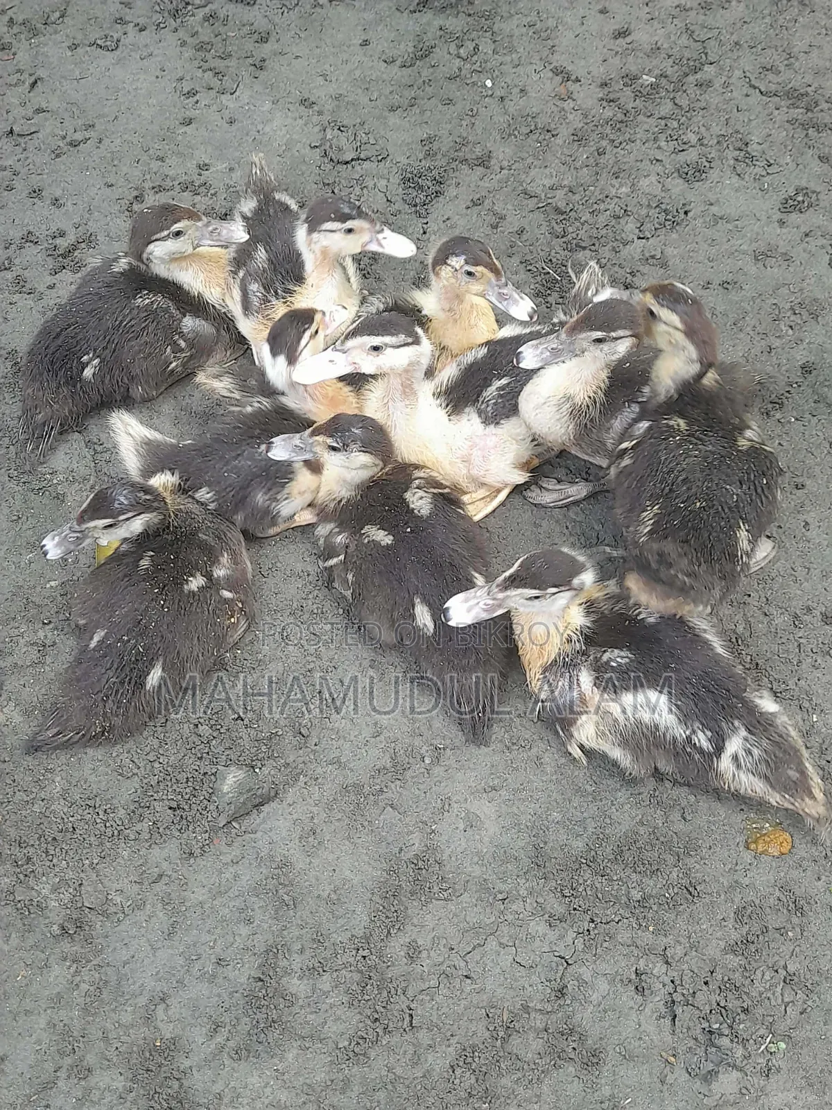 চিনা হাসের বাচ্চা
