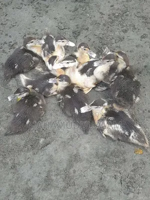 চিনা হাসের বাচ্চা