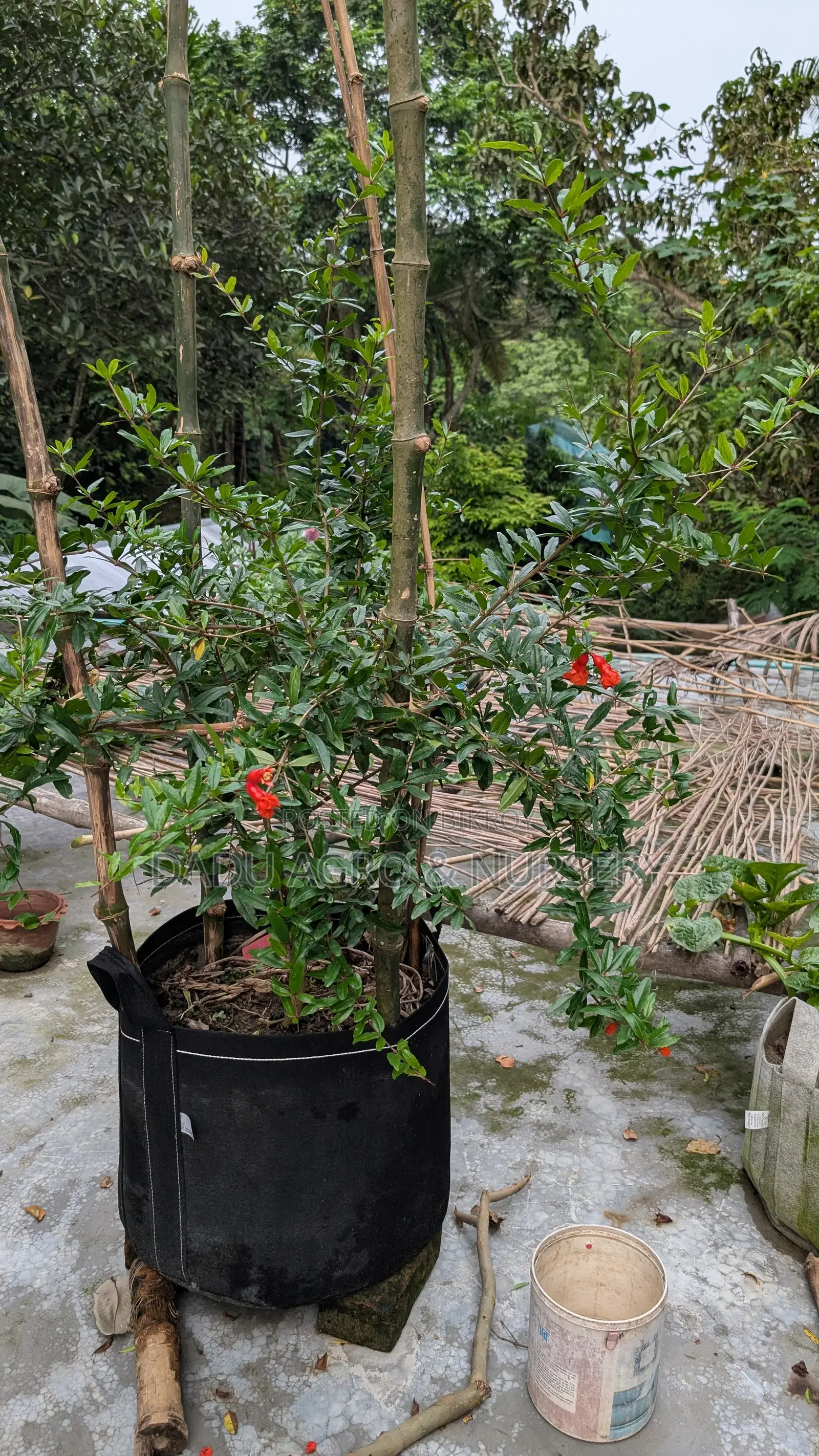 একটা গাছ নয়, আপনার পরিবারের আগামী ১০–২০ বছরের ফলের নিশ্চয়তা!