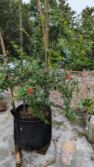 একটা গাছ নয়, আপনার পরিবারের আগামী ১০–২০ বছরের ফলের নিশ্চয়তা!