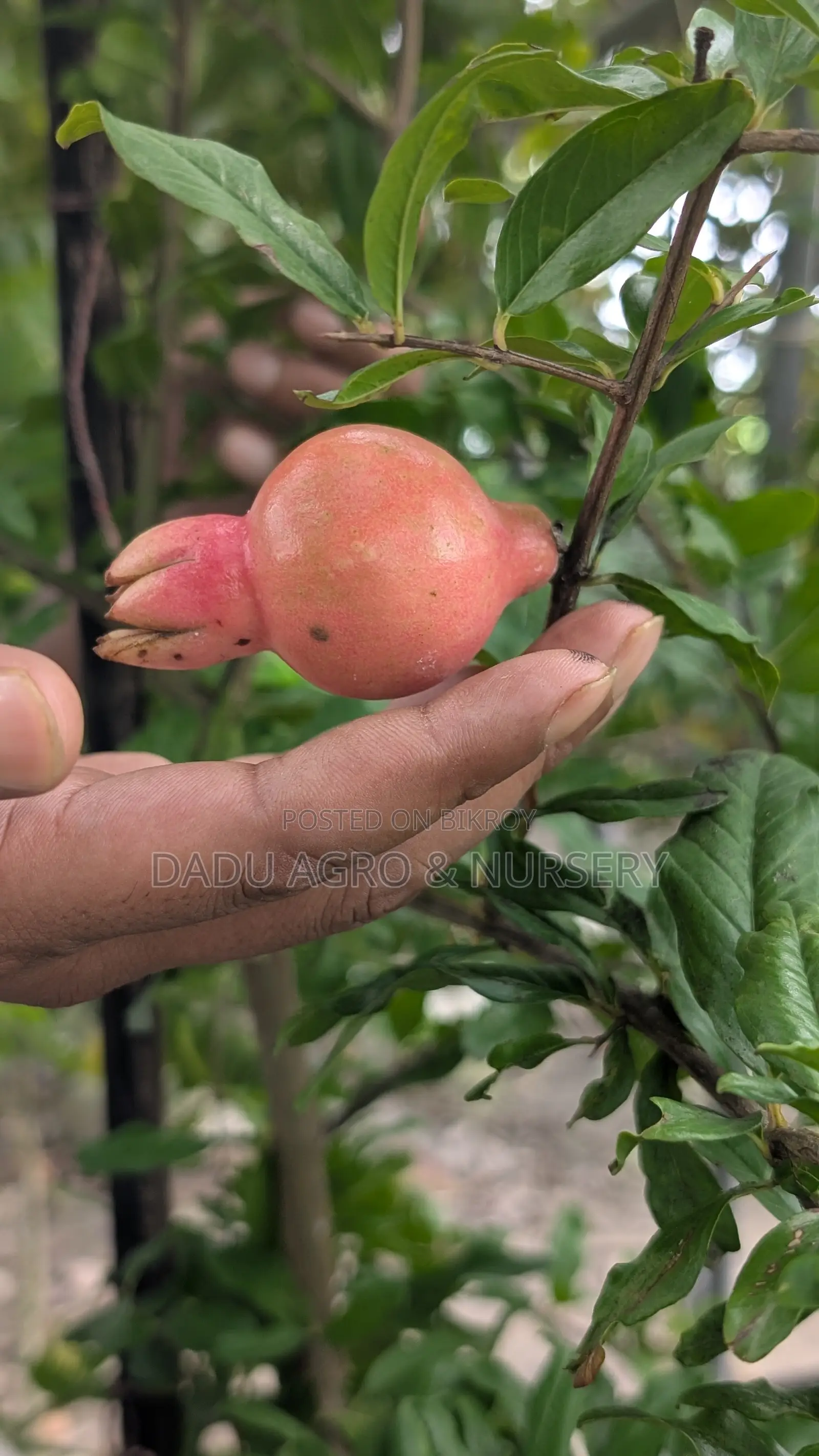 একটা গাছ নয়, আপনার পরিবারের আগামী ১০–২০ বছরের ফলের নিশ্চয়তা!