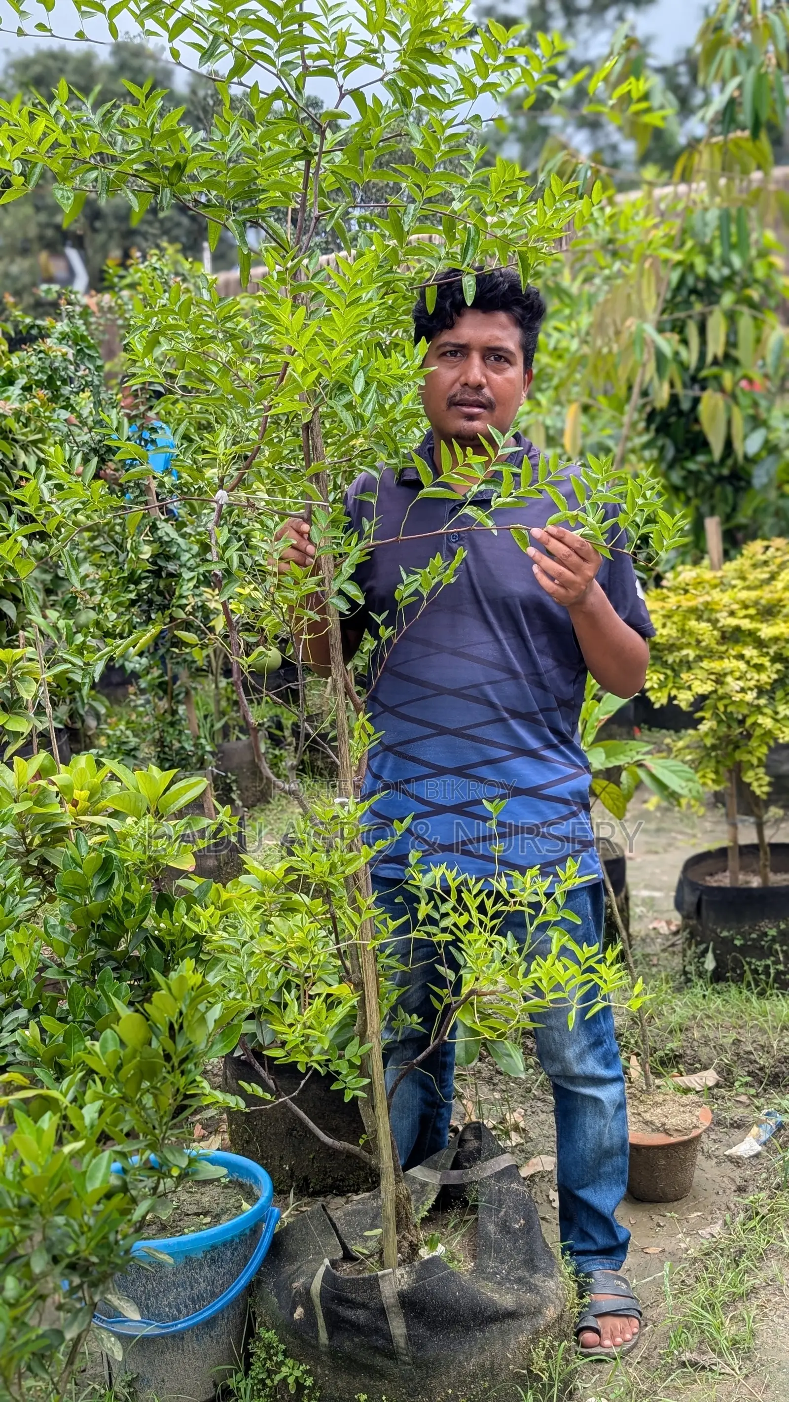 একটা গাছ নয়, আপনার পরিবারের আগামী ১০–২০ বছরের ফলের নিশ্চয়তা!