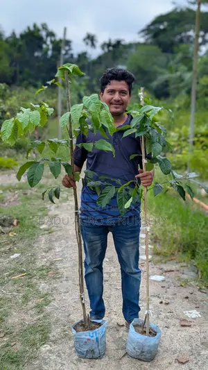 **স্বপ্নের বাগানের জন্য খুঁজছেন অরিজিনাল ও মানসম্মত ফলের চারা?